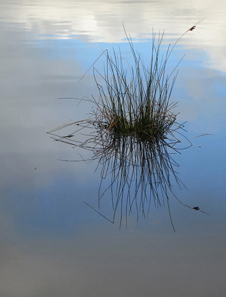 reflection by Janny McKinnon